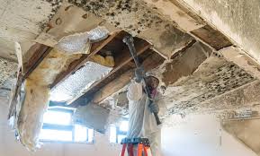 Best Emergency Mold Remediation  in Palmview, TX